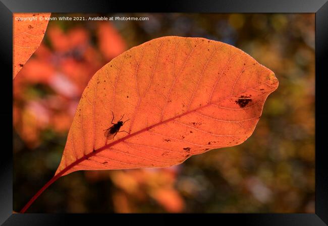 Autumn leaves with insect Framed Print by Kevin White
