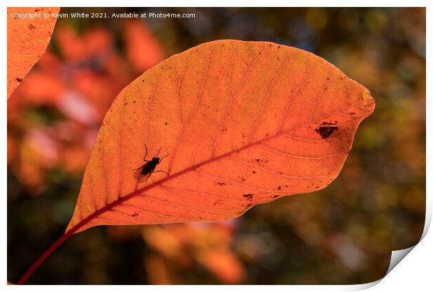 Autumn leaves with insect Print by Kevin White