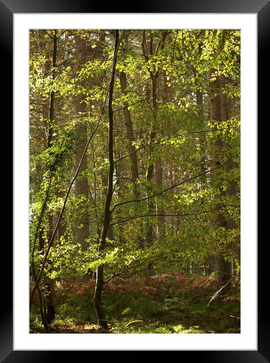 Sunlit Woodland Framed Mounted Print by Simon Johnson