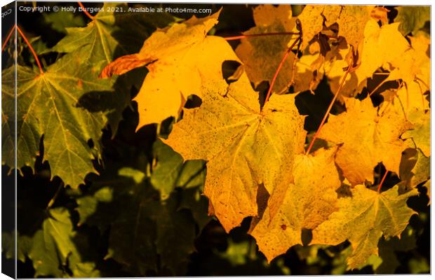 Autumn golden leafs change as they drop from the t Canvas Print by Holly Burgess