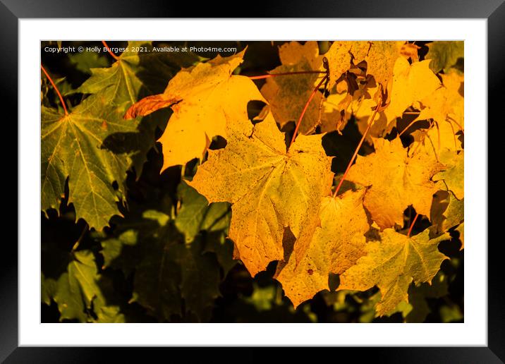 Autumn golden leafs change as they drop from the t Framed Mounted Print by Holly Burgess