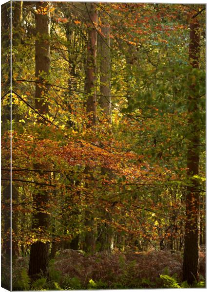 autumn woodland Canvas Print by Simon Johnson