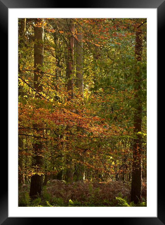 autumn woodland Framed Mounted Print by Simon Johnson