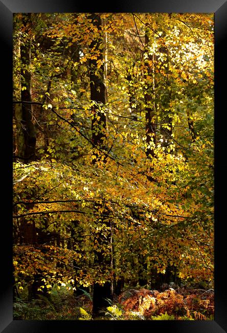 Woodland sunlight Framed Print by Simon Johnson