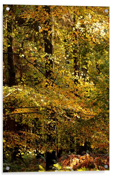 Woodland sunlight Acrylic by Simon Johnson