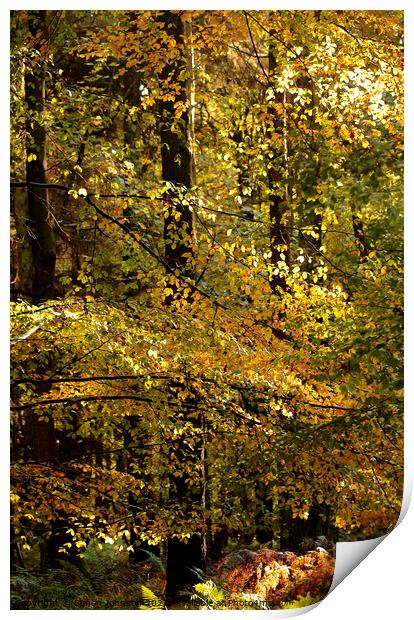 Woodland sunlight Print by Simon Johnson