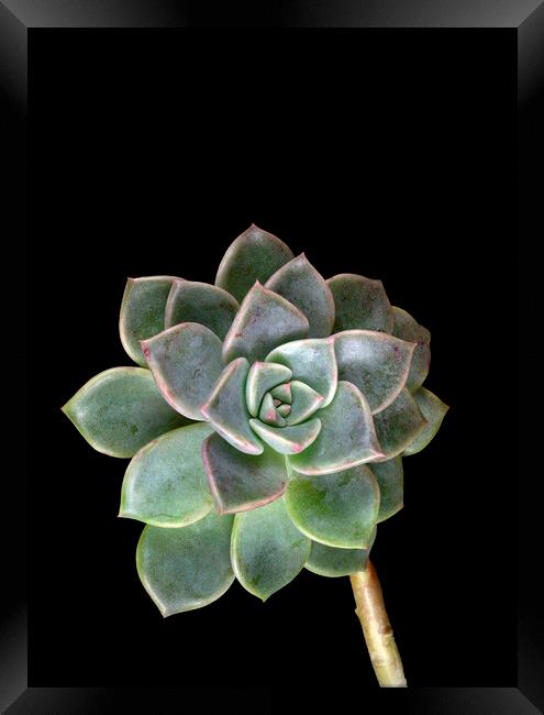 Rose Cactus Succulent Echeveria on Black  Framed Print by Antonio Ribeiro