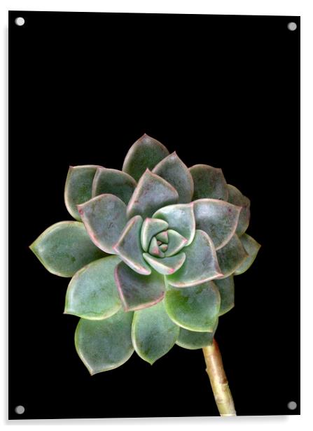 Rose Cactus Succulent Echeveria on Black  Acrylic by Antonio Ribeiro