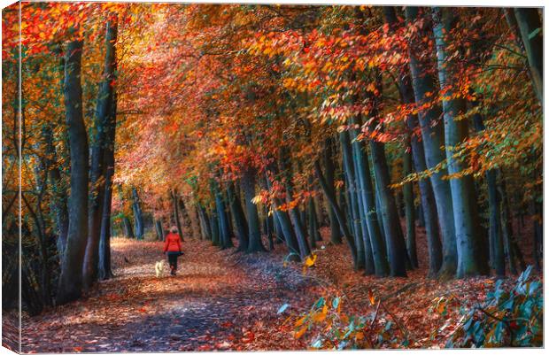 Newmillerdam Autumn Woodland  Canvas Print by Alison Chambers