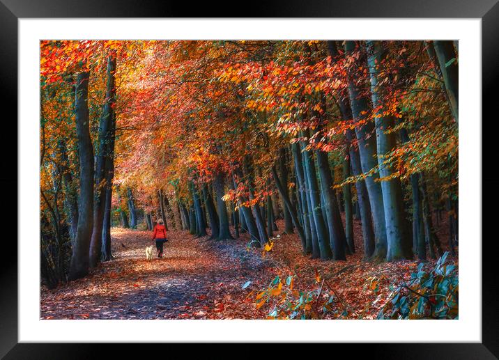 Newmillerdam Autumn Woodland  Framed Mounted Print by Alison Chambers