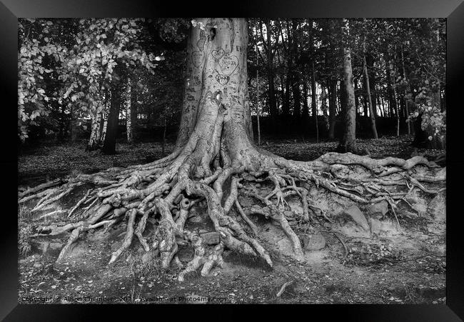 Newmillerdam Tree Roots Framed Print by Alison Chambers