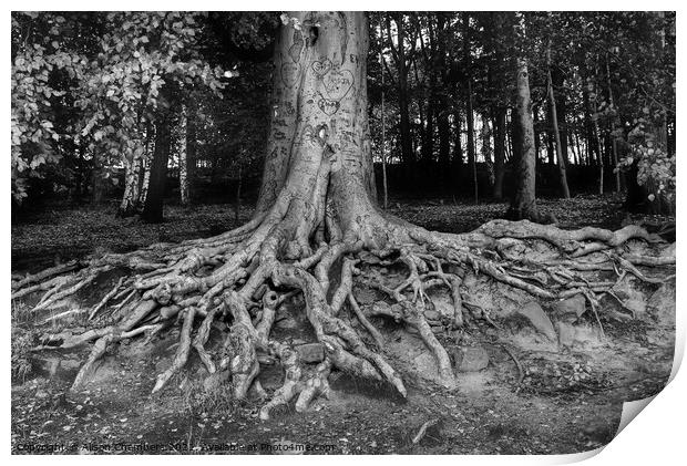 Newmillerdam Tree Roots Print by Alison Chambers