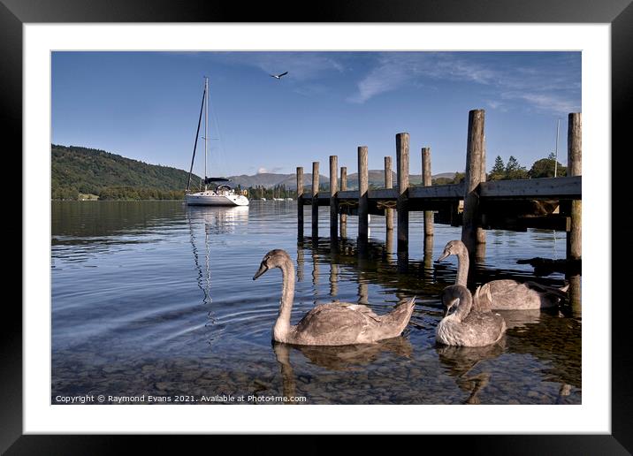 Lake Windermere wildlife Framed Mounted Print by Raymond Evans