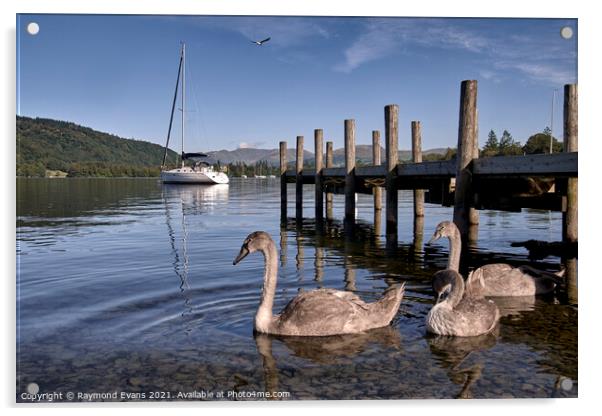 Lake Windermere wildlife Acrylic by Raymond Evans