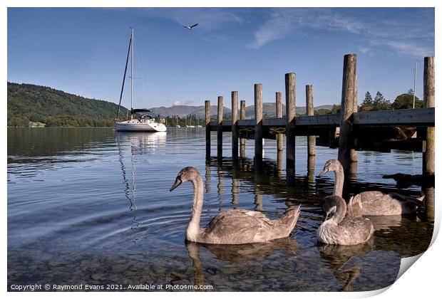 Lake Windermere wildlife Print by Raymond Evans