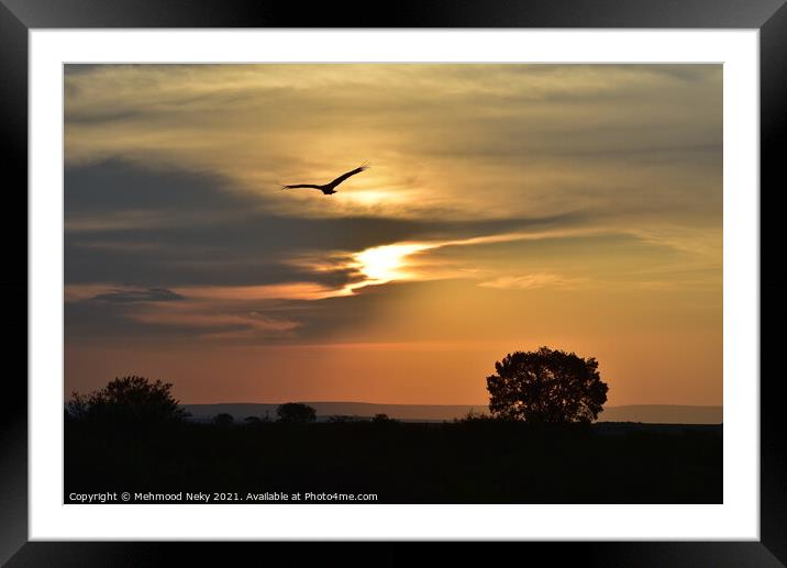 Eagle flying at Sunset Framed Mounted Print by Mehmood Neky