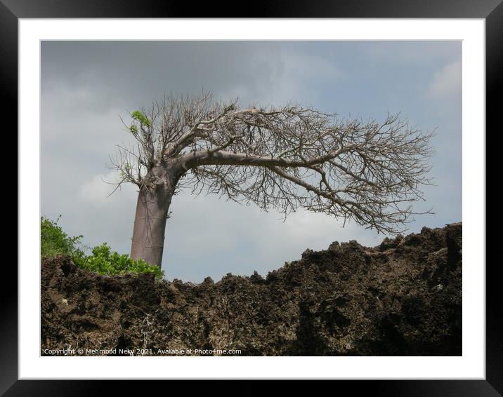 Leaning Baobab Tree Framed Mounted Print by Mehmood Neky
