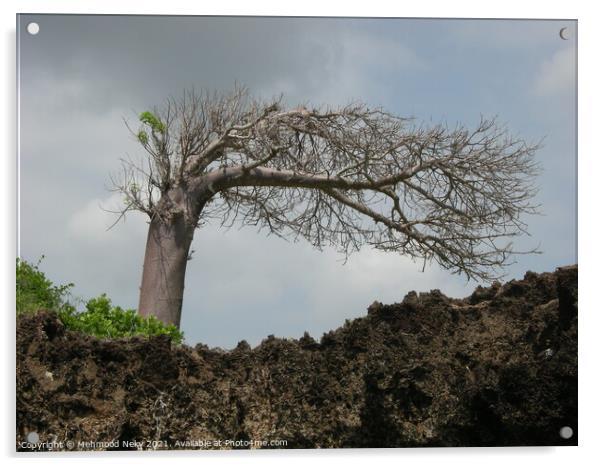Leaning Baobab Tree Acrylic by Mehmood Neky