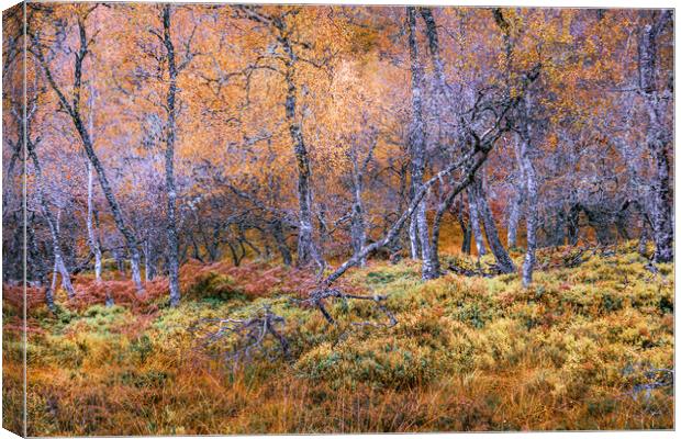 Silver Birch Trees in the Scottish Highlands Canvas Print by John Frid