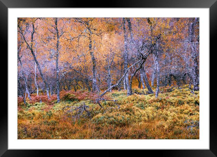 Silver Birch Trees in the Scottish Highlands Framed Mounted Print by John Frid
