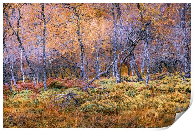 Silver Birch Trees in the Scottish Highlands Print by John Frid