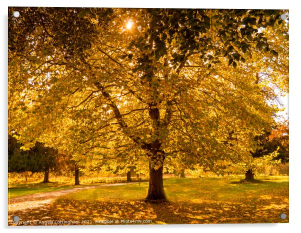 Autumn Gold Acrylic by Angela Cottingham