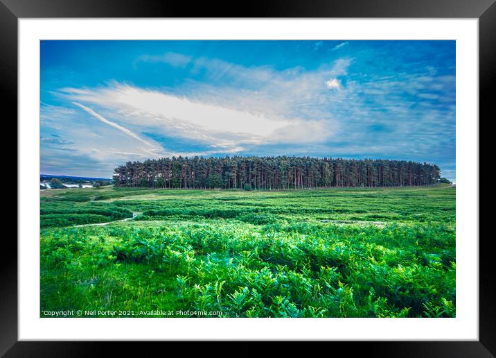 Forest from afar Framed Mounted Print by Neil Porter