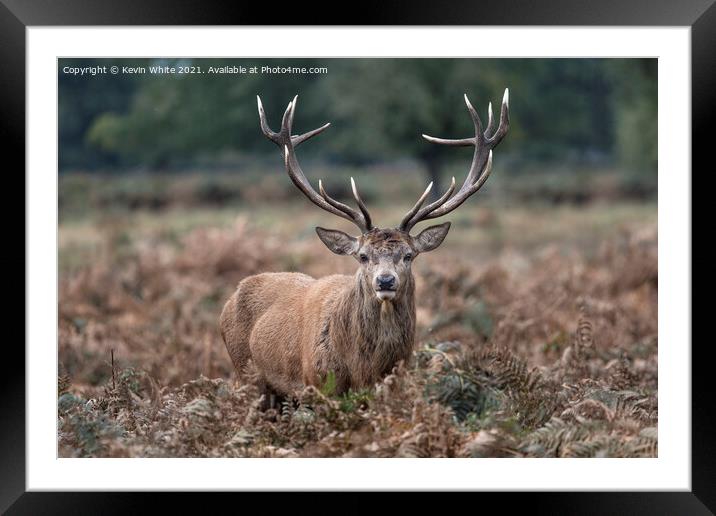 Impressive antlers Framed Mounted Print by Kevin White
