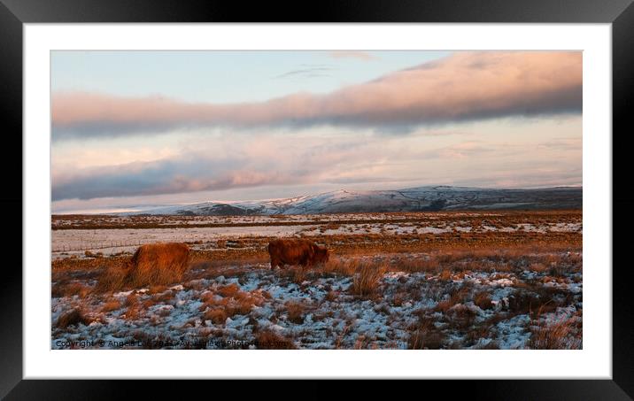 Winter Grazing  Framed Mounted Print by Angela Lee