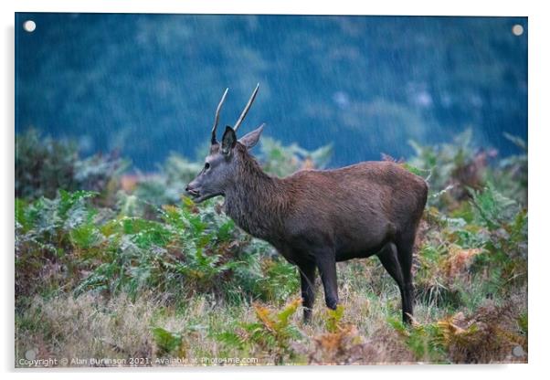 A deer in the rain Acrylic by Alan Burlinson