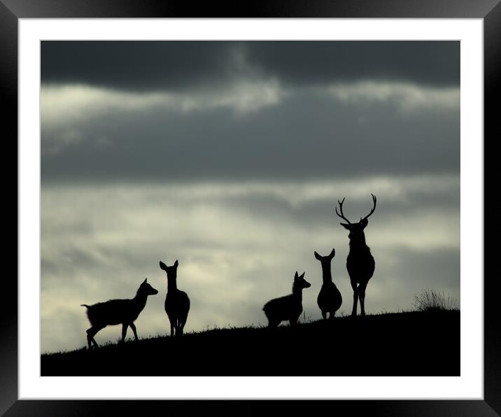 Red Deer Silhouettes Framed Mounted Print by Macrae Images