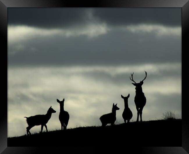 Red Deer Silhouettes Framed Print by Macrae Images