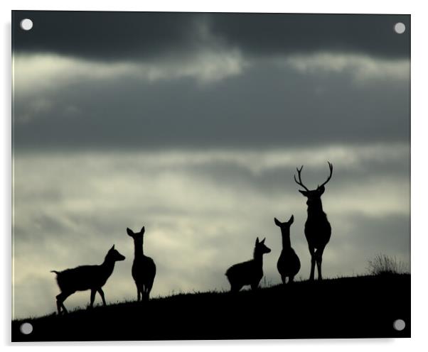 Red Deer Silhouettes Acrylic by Macrae Images