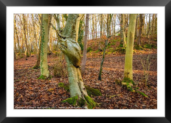 A broad leaf tree with a knot twist on its trunk in a fall woodland Framed Mounted Print by SnapT Photography