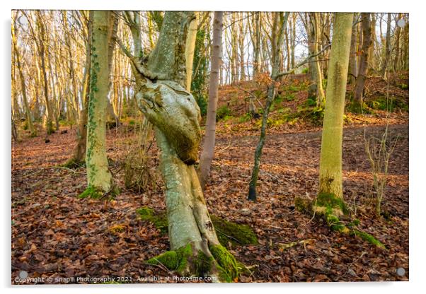 A broad leaf tree with a knot twist on its trunk in a fall woodland Acrylic by SnapT Photography