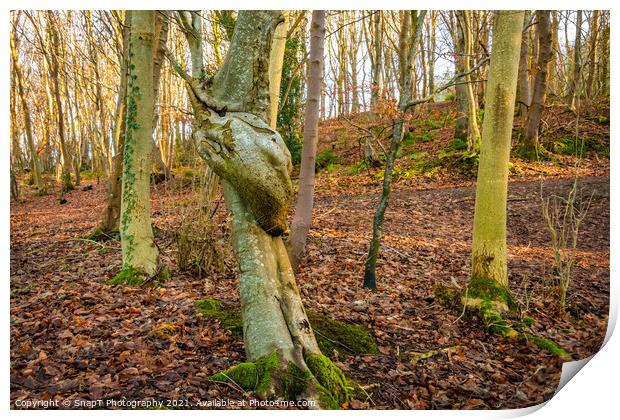 A broad leaf tree with a knot twist on its trunk in a fall woodland Print by SnapT Photography
