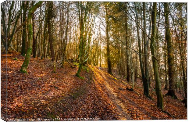 Golden fall afternoon sun shining through the trees on a woodland trail Canvas Print by SnapT Photography
