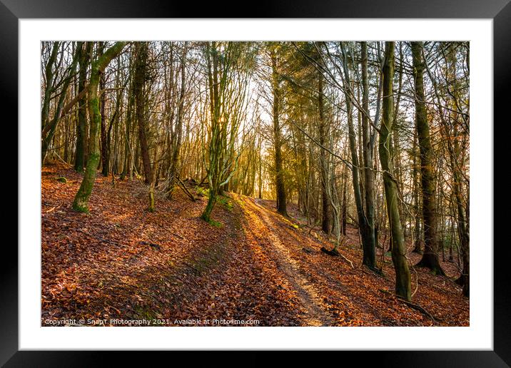 Golden fall afternoon sun shining through the trees on a woodland trail Framed Mounted Print by SnapT Photography