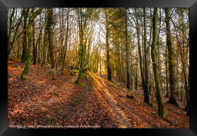 Golden fall afternoon sun shining through the trees on a woodland trail Framed Print by SnapT Photography