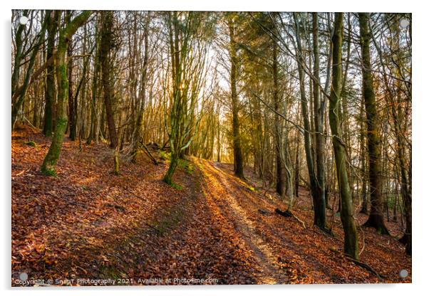Golden fall afternoon sun shining through the trees on a woodland trail Acrylic by SnapT Photography