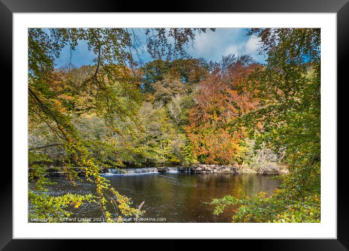 Autumn Beeches at Whorlton, Teesdale Framed Mounted Print by Richard Laidler