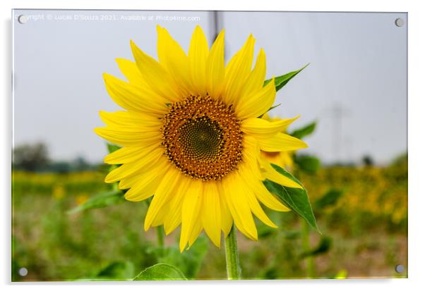 Sunflower  Acrylic by Lucas D'Souza