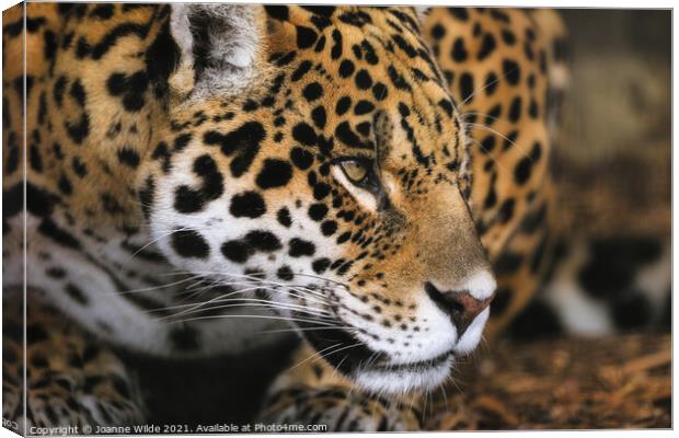 leopard Canvas Print by Joanne Wilde