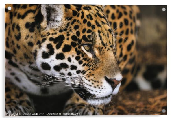 leopard Acrylic by Joanne Wilde