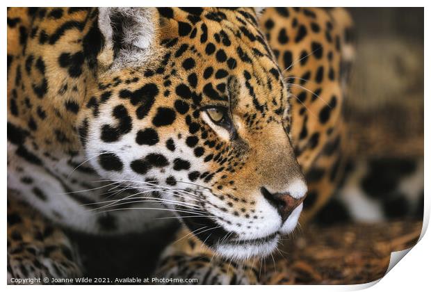 leopard Print by Joanne Wilde