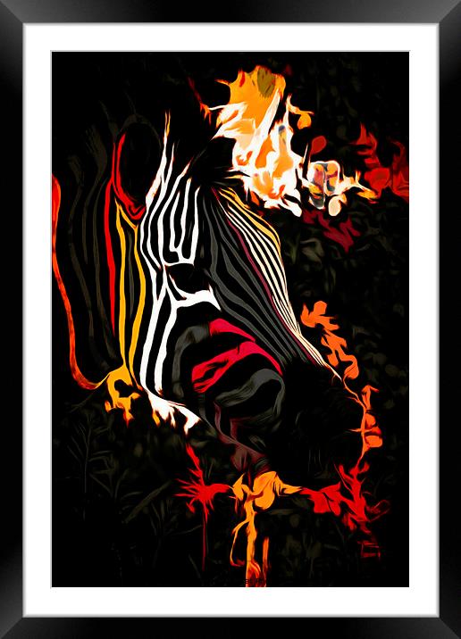 Zebra Art Framed Mounted Print by David Mccandlish