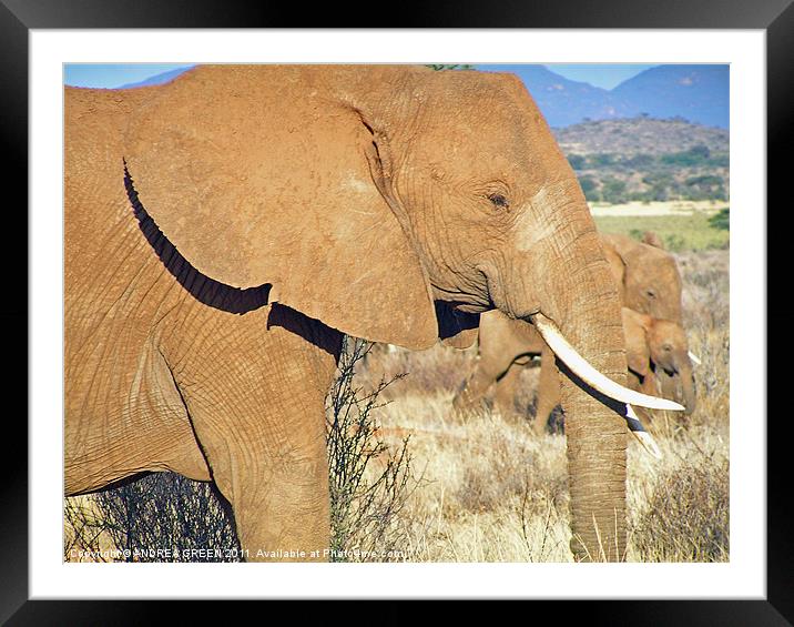 AFRICAN ELEPHANT ON THE MASAI MARA Framed Mounted Print by ANDREA GREEN
