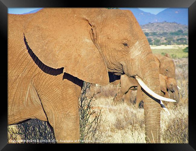 AFRICAN ELEPHANT ON THE MASAI MARA Framed Print by ANDREA GREEN