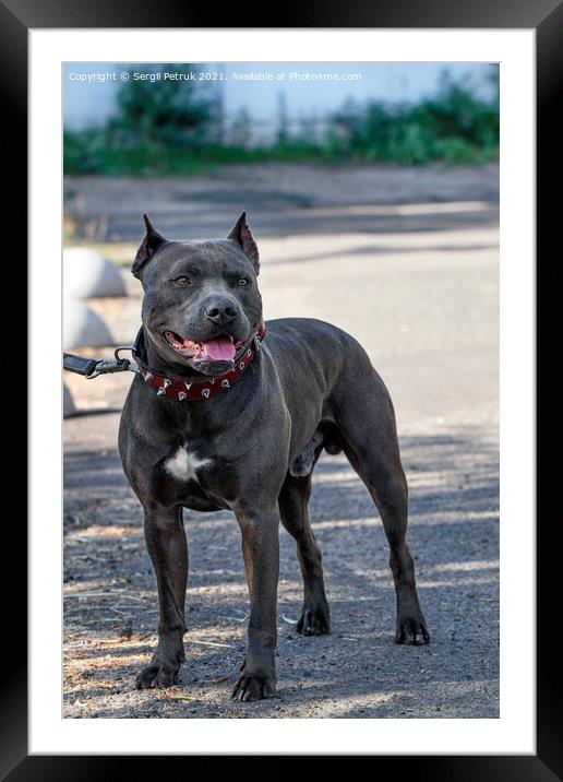 Black Staffordshire Bull Terrier with studded collar on a city street. Framed Mounted Print by Sergii Petruk
