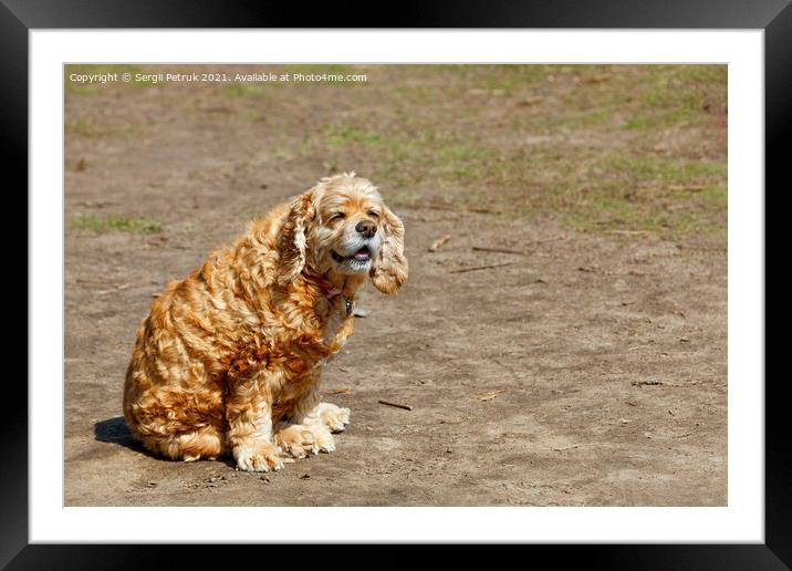Dog English Cocker Spaniel sits and squints in the bright sun. Framed Mounted Print by Sergii Petruk